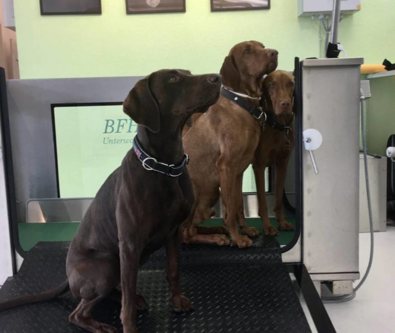 Physiohunde Praxis für Hunde-Physiotherapie | KMU Angebot Baselland, #corona