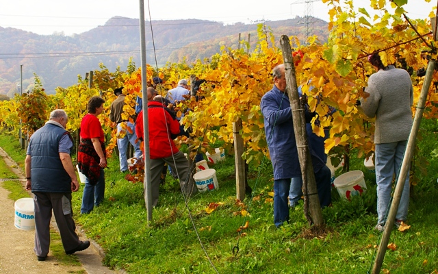 Weinbau Leuengrund | KMU Angebot Baselland, #corona